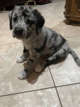 Nohea -  Labrador Retriever and Pit Bull Terrier Dog for Adoption in The Woodlands, Texas - Nohea | PetCurious