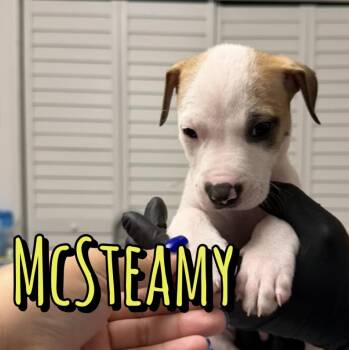 McSteamy -  American Staffordshire Terrier Dog for Adoption in Houston, Texas - McSteamy | PetCurious