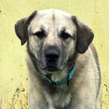 Ranger -  Anatolian Shepherd and Mixed Breed Dog for Adoption in Marshall, Texas - Ranger | PetCurious