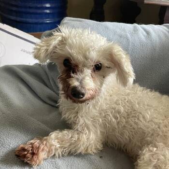 Edmund -  Poodle Dog for Adoption in Parkton, Maryland - Edmund | PetCurious
