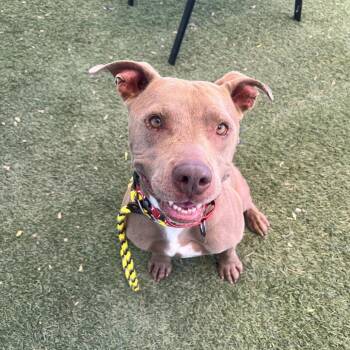 Amber 54319 -  Pit Bull Terrier Dog for Adoption in Las Vegas, Nevada - Amber 54319 | PetCurious