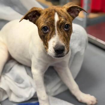 Queenie -  Mixed Breed Dog for Adoption in Sarasota, Florida - Queenie | PetCurious