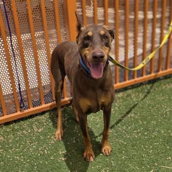 Doberman Pinscher Dogs Available for Adoption in Las Vegas, Nevada - LOGAN | PetCurious