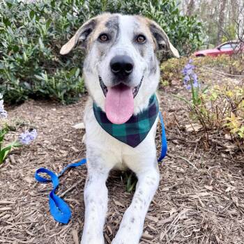 Great Pyrenees and Hound Dogs Available for Adoption - Piper | PetCurious