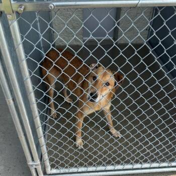 Bro -  Mixed Breed Dog for Adoption in Shelbyville, Illinois - Bro | PetCurious