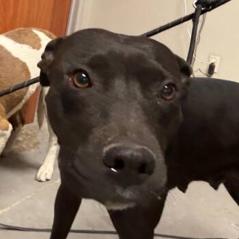 Indiga -  Pit Bull Terrier and Black Labrador Retriever Dog Available for Adoption in Yuma, Arizona - Indiga | PetCurious
