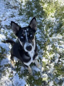 Rescue Siberian Husky and Mixed Breed Dogs for Adoption in Pasadena, Texas - ATHENA | PetCurious