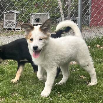 Mixed Breed and Collie Dogs Available for Adoption in East Hanover, New Jersey - Cassidy | PetCurious