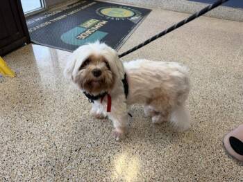 Maltese and Mixed Breed Dogs Available for Adoption in Doral, Florida - FLUFFY | PetCurious
