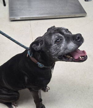 Rescue Boxer Dogs for Adoption in Oakland, California - Mozzy | PetCurious