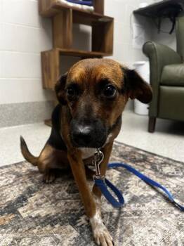 SALLY -  Australian Cattle Dog Blue Heeler and Mixed Breed Dog for Adoption in Omaha, Nebraska - SALLY | PetCurious