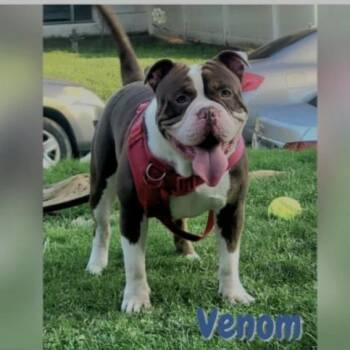 Venom -  American Bully Dog for Adoption in Philadelphia, Pennsylvania - Venom | PetCurious