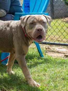 Betty Boop -  Mixed Breed Dog for Adoption in Chamblee, Georgia - Betty Boop | PetCurious