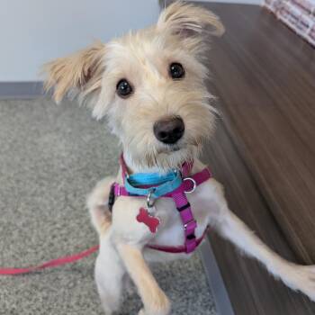 Cotton Candy -  Cairn Terrier and Mixed Breed Dog for Adoption in Detroit, Michigan - Cotton Candy | PetCurious