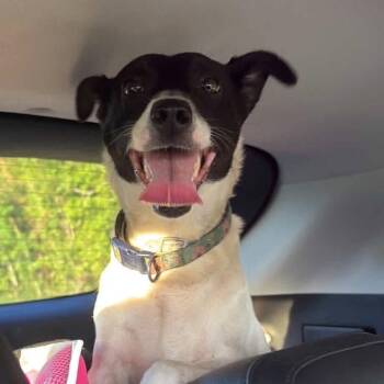 Trina -  Rat Terrier and Terrier Dog for Adoption in Abbotsford, British Columbia - Trina | PetCurious