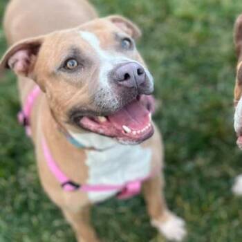 American Bully Dogs Available for Adoption - Vixon | PetCurious