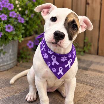 Flannel -  Pit Bull Terrier and Mixed Breed Dog for Adoption in Griswold, Connecticut - Flannel | PetCurious
