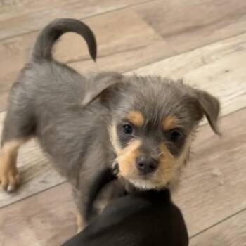 Chihuahua Dogs Available for Adoption - Rainier | PetCurious