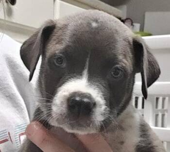 Pointer and Labrador Retriever Dogs Available for Adoption - Prince | PetCurious