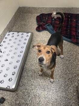 Mixed Breed Dogs Available for Adoption in Westland, Michigan - Cabo | PetCurious