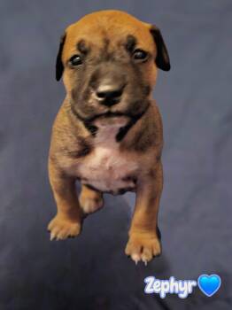 American Staffordshire Terrier Dogs Available for Adoption in Holly Springs, North Carolina - Zephyr- Stormie Litter | PetCurious