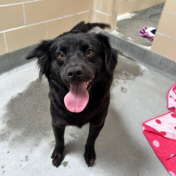 Dixie -  Spaniel and Mixed Breed Dog for Adoption in Long Beach, California - Dixie | PetCurious