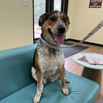 SVAS-Stray-39192 -  Australian Cattle Dog Blue Heeler Dog for Adoption in Lyndhurst, Virginia - SVAS-Stray-39192 | PetCurious