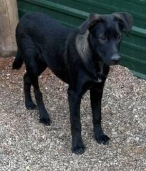 Rescue Mixed Breed Dogs for Adoption in Hot Springs, South Dakota - Junior | PetCurious