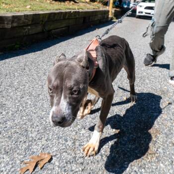 Nyx -  Pit Bull Terrier Dog for Adoption in Baltimore, Maryland - Nyx | PetCurious