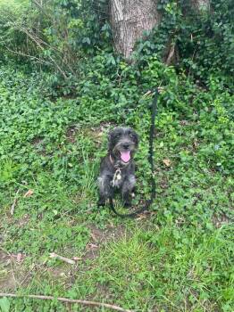 Schnauzer and Terrier Dogs Available for Adoption in Maysville, Kentucky - Jessica | PetCurious