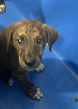 LEXUS -  Mixed Breed Dog for Adoption in Dallas, Texas - LEXUS | PetCurious