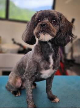 Shih Tzu Dogs Available for Adoption in Washington, District Of Columbia - Aubrey | PetCurious