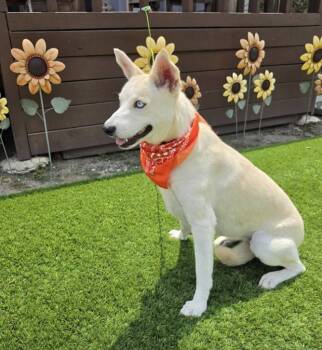 Ellie - The tender-hearted little girl -  Husky and German Shepherd Dog Dog for Adoption in Houston, Texas - Ellie - The Tender-hearted Little Girl | PetCurious