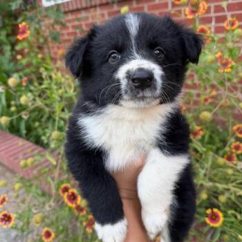 Dolly -  Australian Shepherd Dog for Adoption in Hohenwald, Tennessee - Dolly | PetCurious