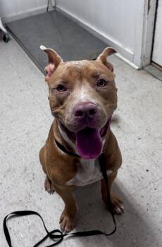 Tank -  Pit Bull Terrier Dog for Adoption in Luling, Texas - Tank | PetCurious