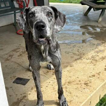 Great Dane Dogs Available for Adoption in Bardstown, Kentucky - Kiera | PetCurious