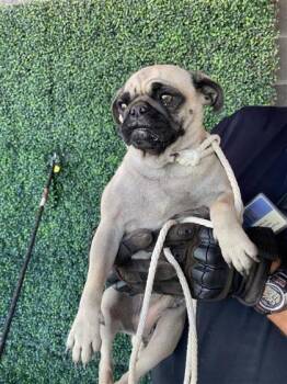 61326207 -  Pug and Mixed Breed Dog for Adoption in El Paso, Texas - 61326207 | PetCurious