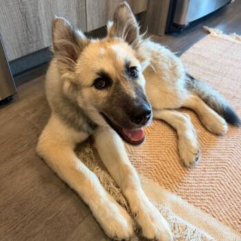 Alex -  Great Pyrenees Dog for Adoption in Dripping Springs, Texas - Alex | PetCurious