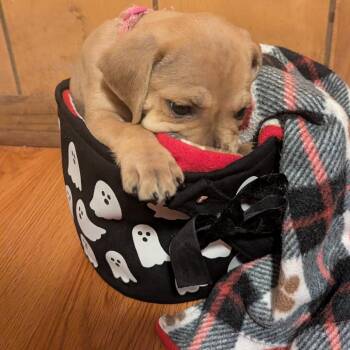 Ghost -  Mixed Breed Dog for Adoption in Buffalo, Minnesota - Ghost | PetCurious