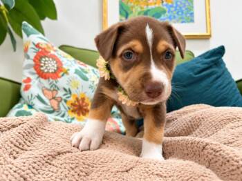 Milky Way Star Girl -  Husky and Pit Bull Terrier Dog for Adoption in Friendswood, Texas - Milky Way Star Girl | PetCurious