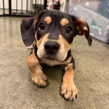 Rescue Pit Bull Terrier Dogs for Adoption in Los Angeles, California - Mashed Potato A2243960 | PetCurious