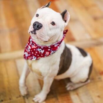 Pit Bull Terrier and English Bulldog Dogs Available for Adoption - Nasa | PetCurious