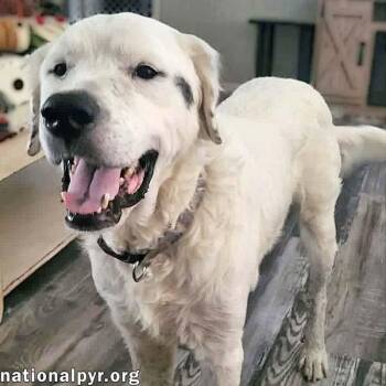 Great Pyrenees Dogs Available for Adoption in Beacon, New York - Oscar In LA - Lovable & Loyal! | PetCurious