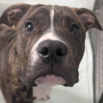 Rune *Available Soon* -  Mixed Breed Dog for Adoption in Dover, New Hampshire - Rune *Available Soon* | PetCurious