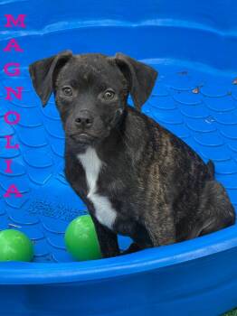 Magnolia -  Chihuahua and Australian Shepherd Dog for Adoption in Pleasant Hill, California - Magnolia | PetCurious