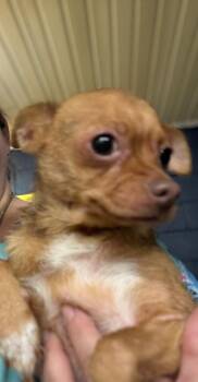 Chihuahua Dogs Available for Adoption in Murray, Kentucky - Brianna | PetCurious