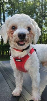 Teddy -  Bichon Frise Dog for Adoption in Wayne, New Jersey - Teddy | PetCurious