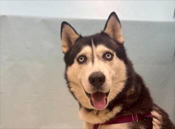 Darko -  Siberian Husky Dog for Adoption in Minneapolis, Minnesota - Darko | PetCurious