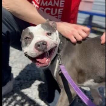 Pit Bull Terrier and Mixed Breed Dogs Available for Adoption - Bambu | PetCurious