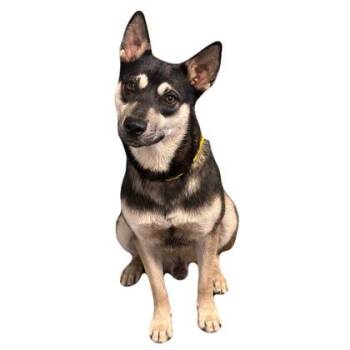 Tostito -  Siberian Husky Dog for Adoption in Red Bluff, California - Tostito | PetCurious